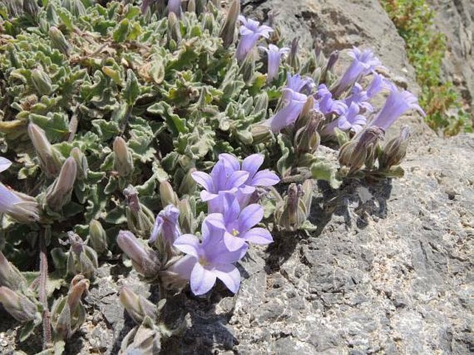 CAMPANULA ANDREWSII A. DC. - zvonek / zvonček