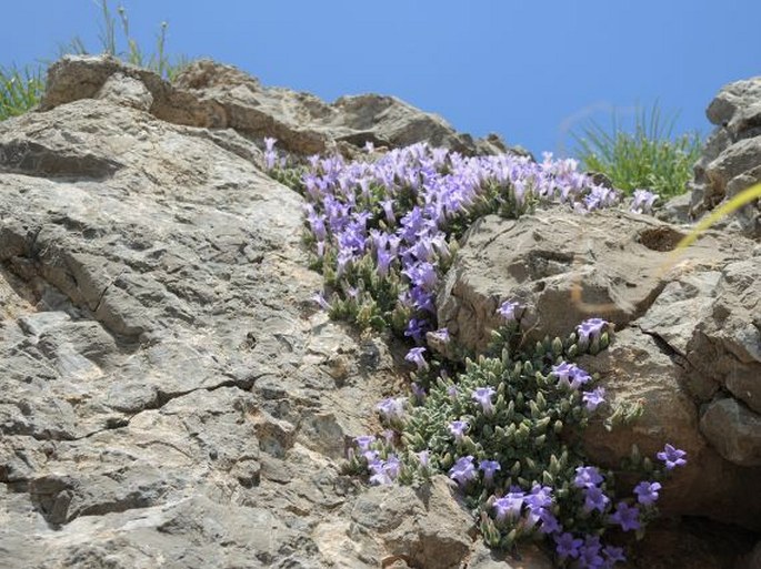 Campanula andrewsii