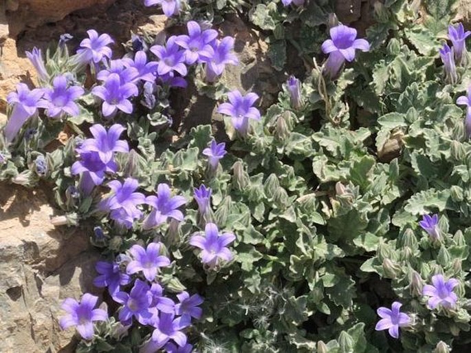 Campanula andrewsii