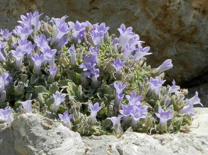 Campanula andrewsii