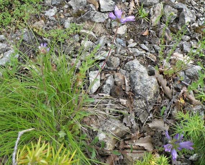 Campanula lingulata