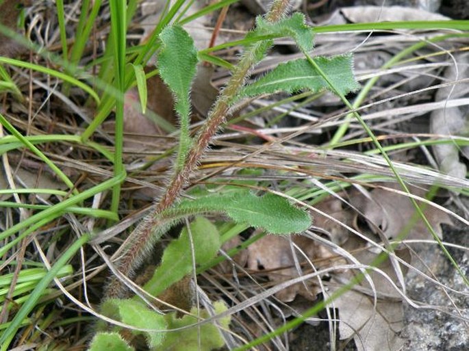 Campanula lingulata