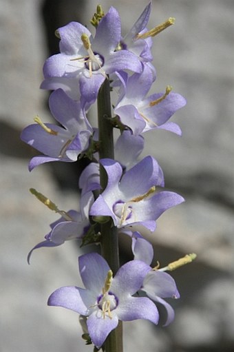 Campanula pyramidalis