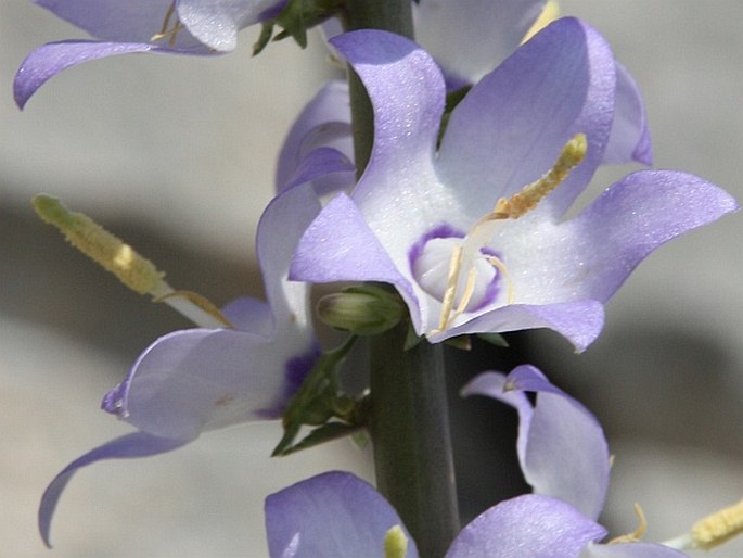 Campanula pyramidalis