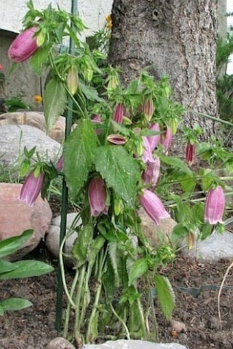 Campanula punctata