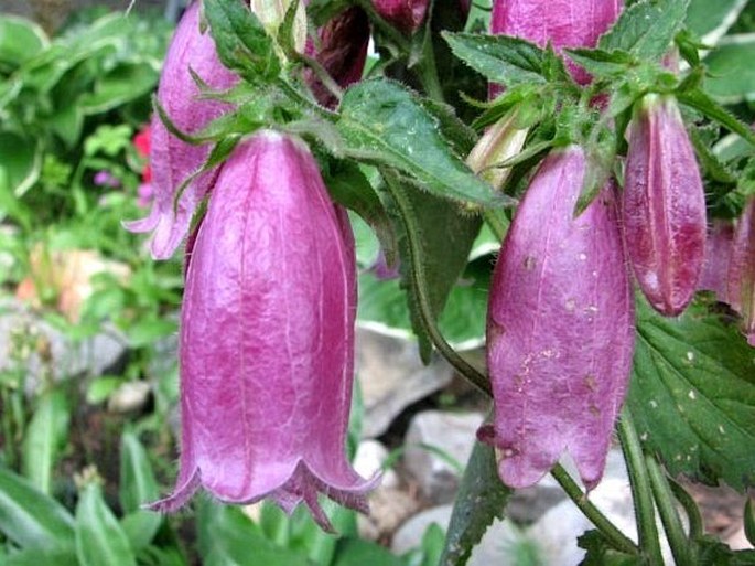 Campanula punctata