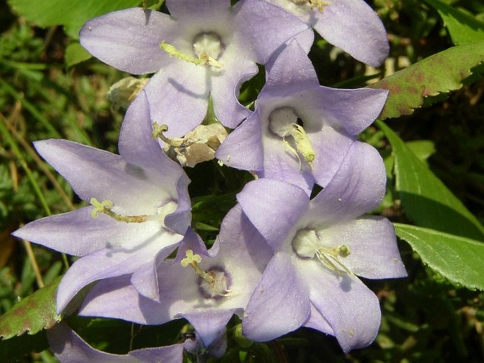 CAMPANULA KAPELAE Topić et Ilijanić