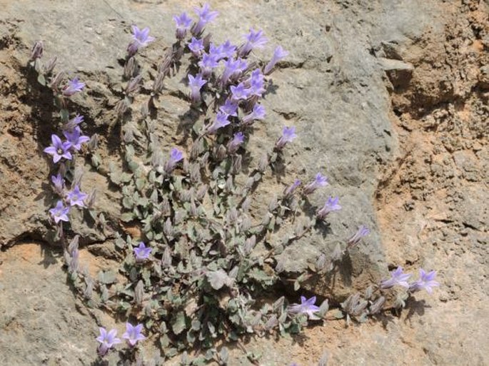 Campanula topaliana