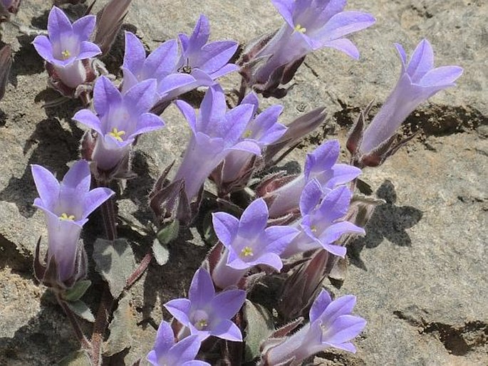 CAMPANULA TOPALIANA Beauverd - zvonek / zvonček