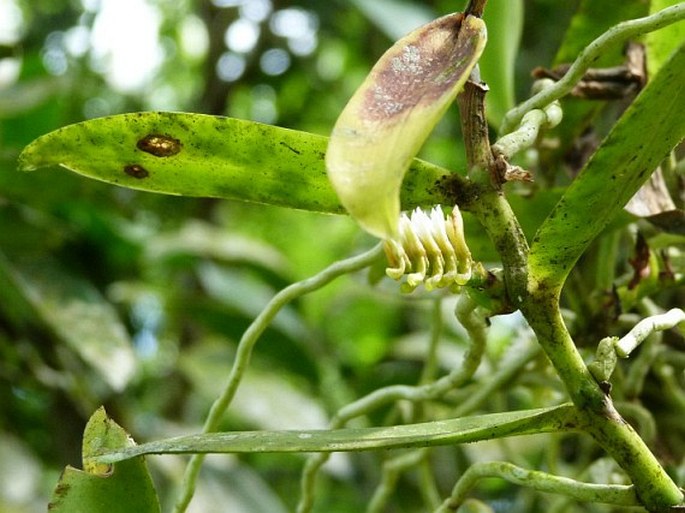 CAMPYLOCENTRUM MICRANTHUM (Lindl.) Rolfe