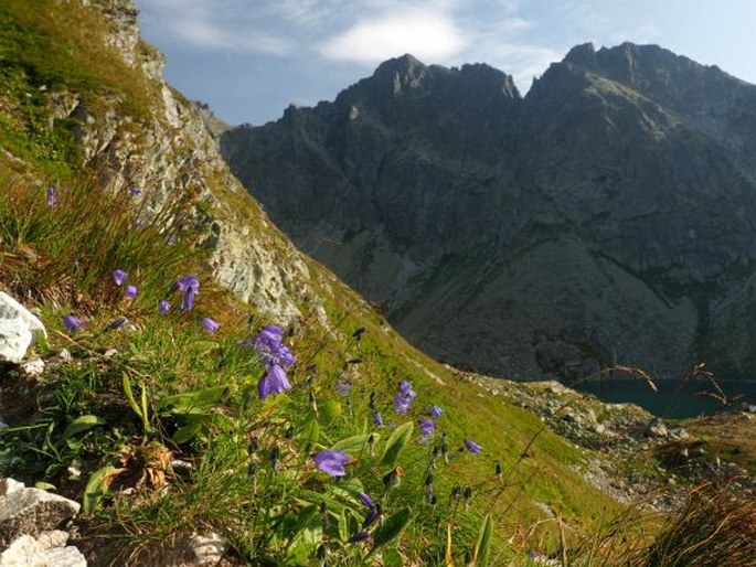 Campanula tatrae