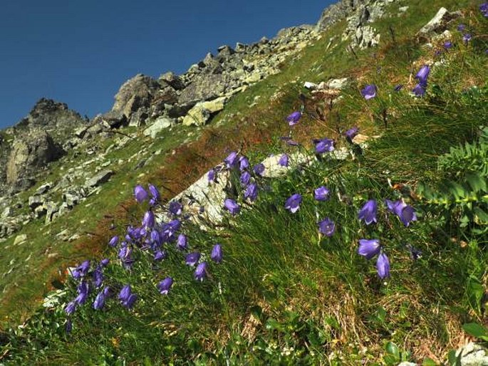 Campanula tatrae