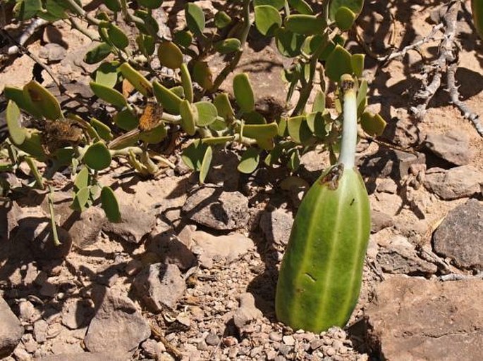 Capparis cartilaginea