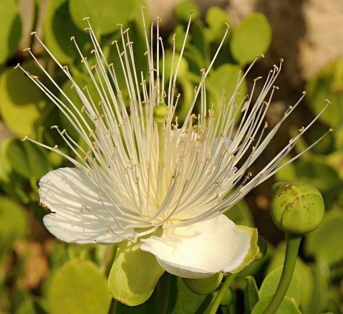 CAPPARIS CARTILAGINEA Decne. - kapara