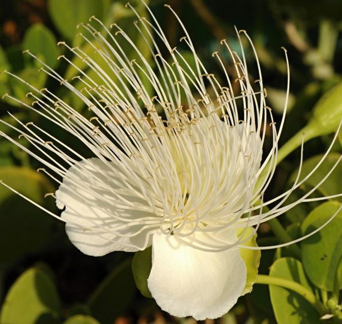 Capparis cartilaginea