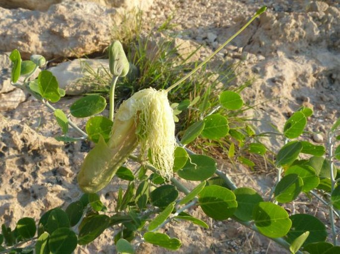 Capparis pyracantha