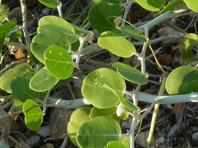 Capparis pyracantha