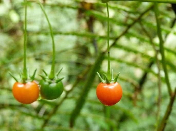 Capsicum lanceolatum