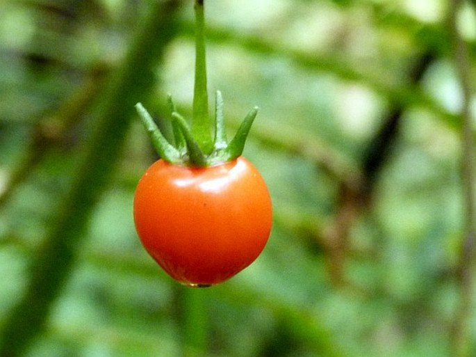 Capsicum lanceolatum