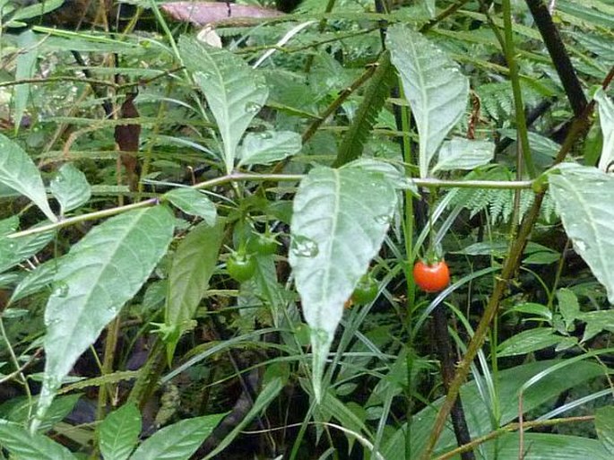 Capsicum lanceolatum