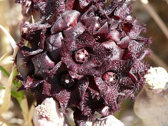 Caralluma arabica