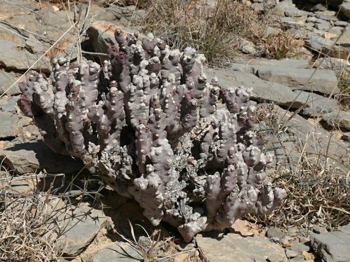 Caralluma arabica