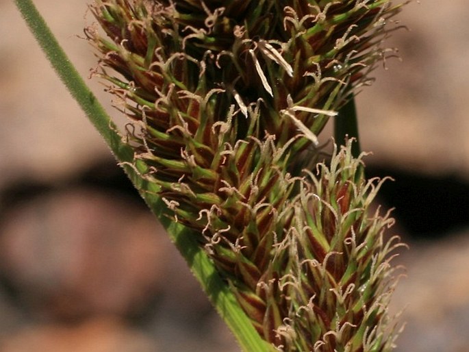 Carex borbonica