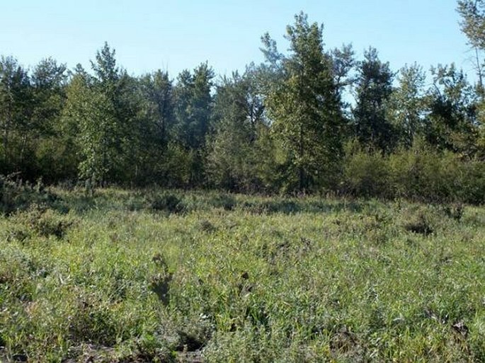 Calgary, Carburn Park