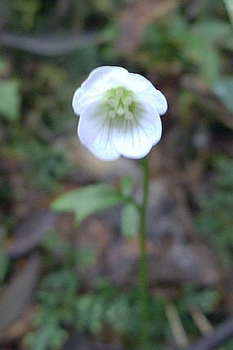 Cardamine guatemalensis