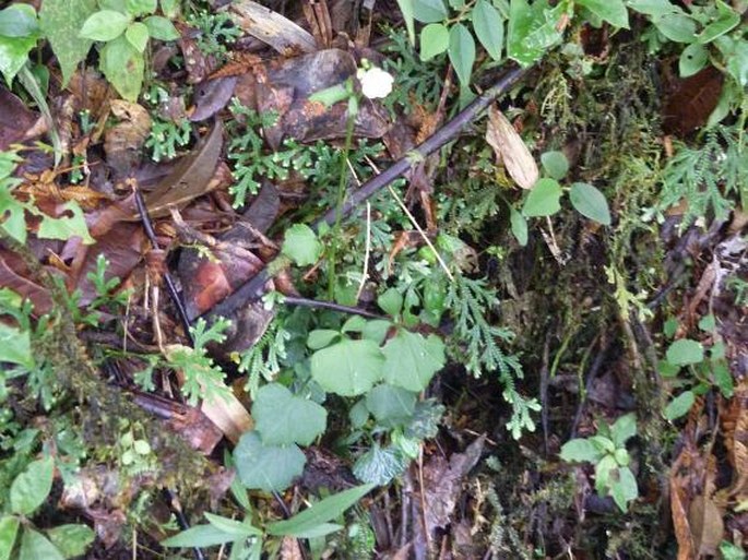 Cardamine guatemalensis