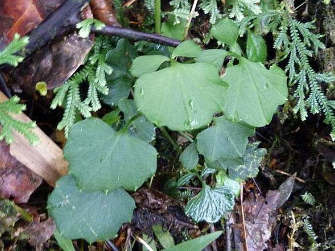 Cardamine guatemalensis