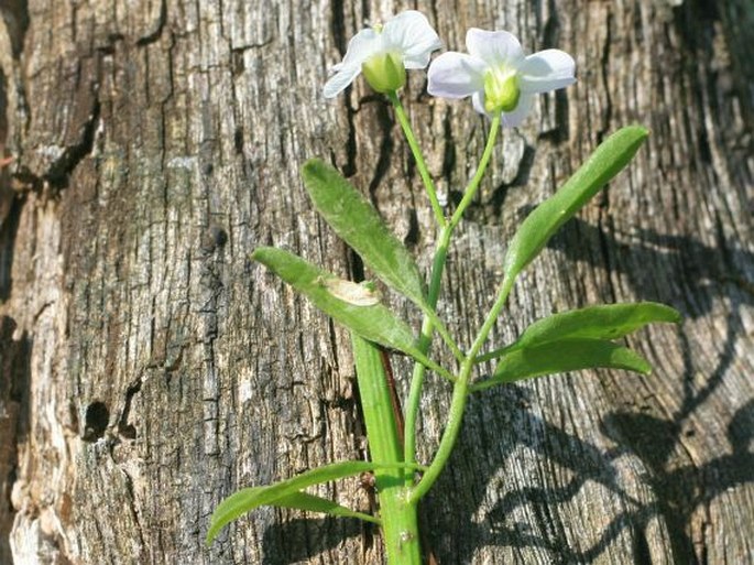 Cardamine dentata