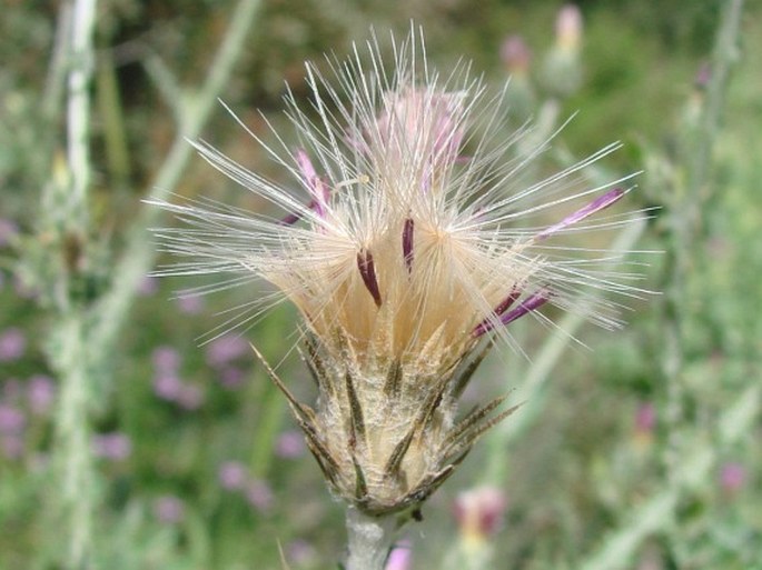 Carduus pycnocephalus