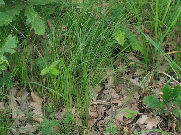 Carex curvata