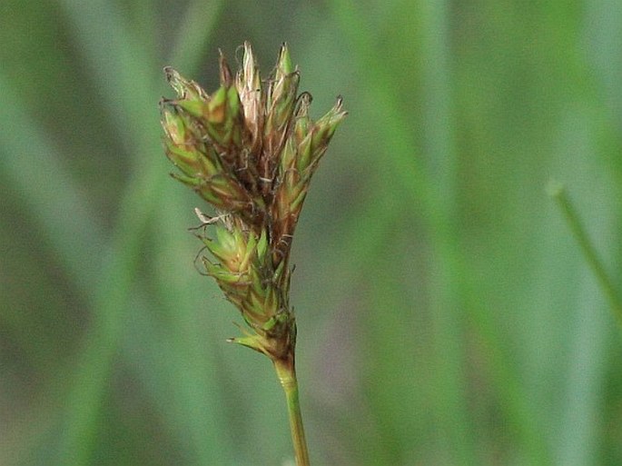 Carex curvata