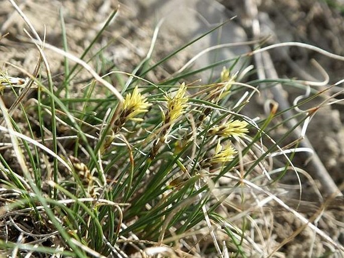 Carex filifolia