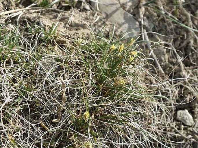 Carex filifolia