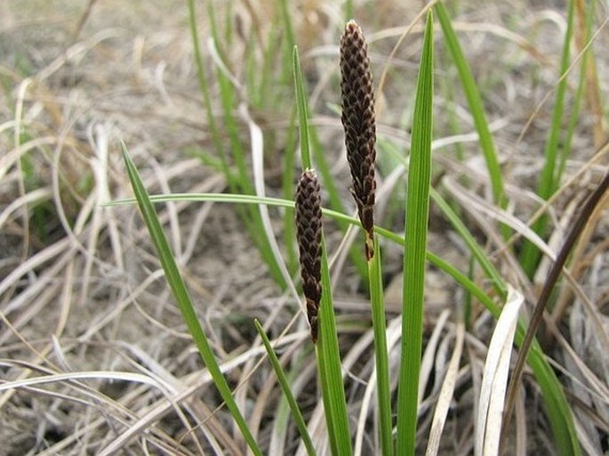 Carex inops subsp. heliophila