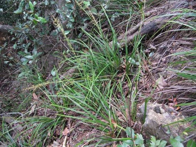 Carex indica