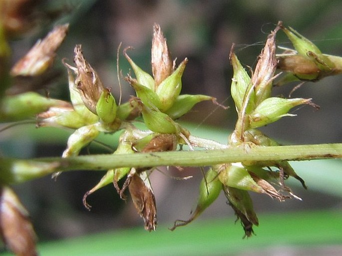 Carex indica