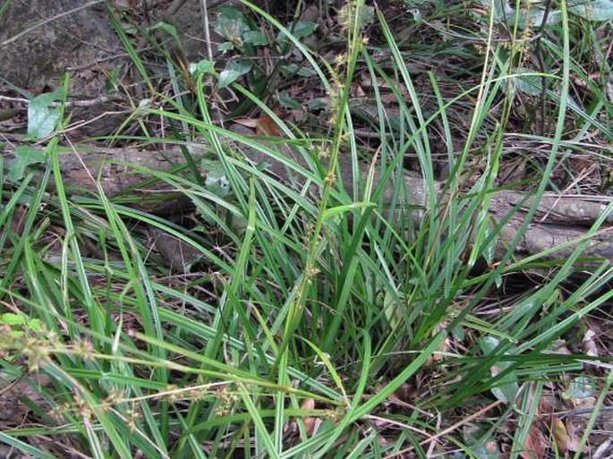 Carex indica