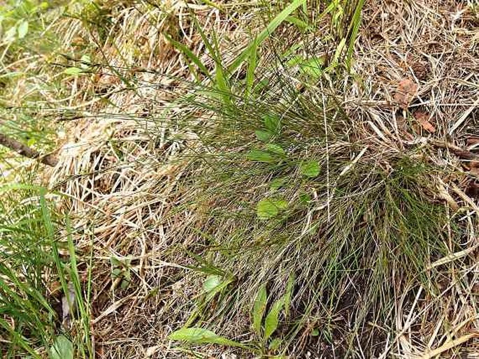 Carex mucronata