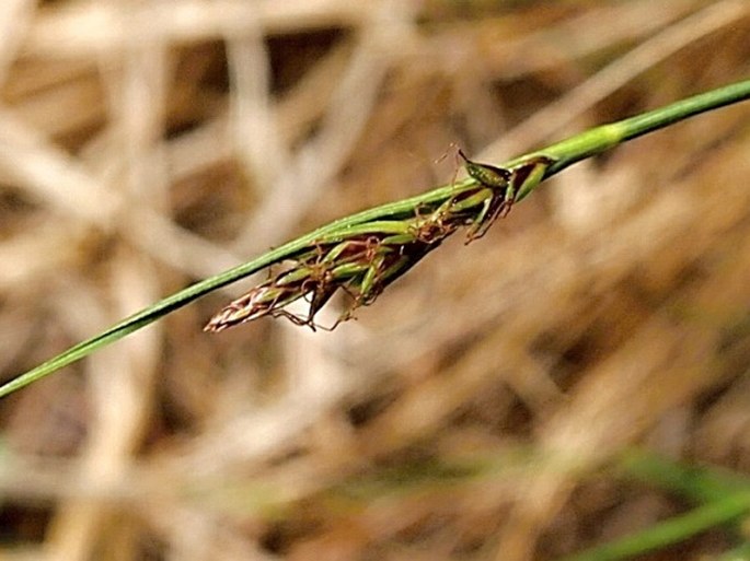 Carex mucronata