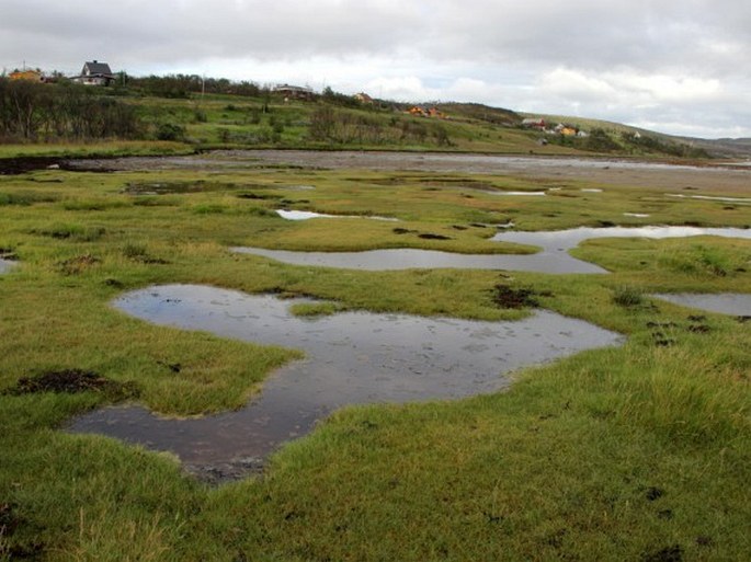 Carex subspathacea