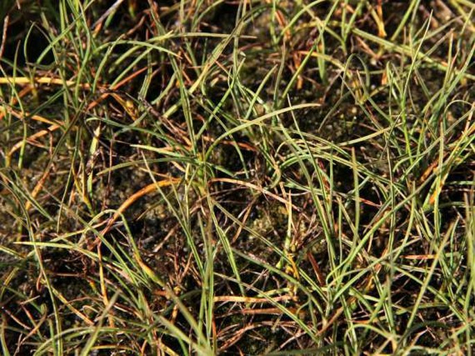 Carex subspathacea