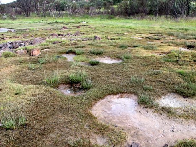 Carex subspathacea