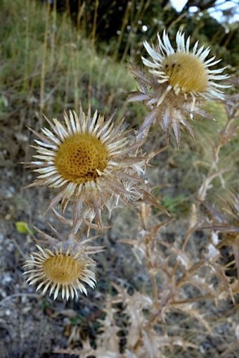 Carlina nebrodensis