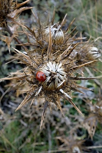 Carlina nebrodensis