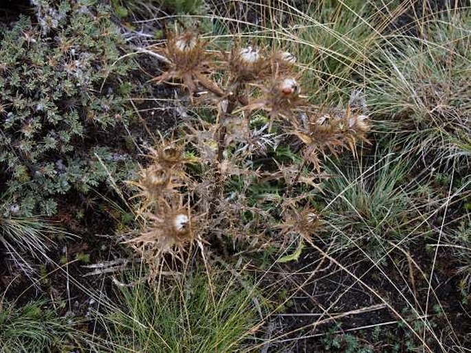 Carlina nebrodensis