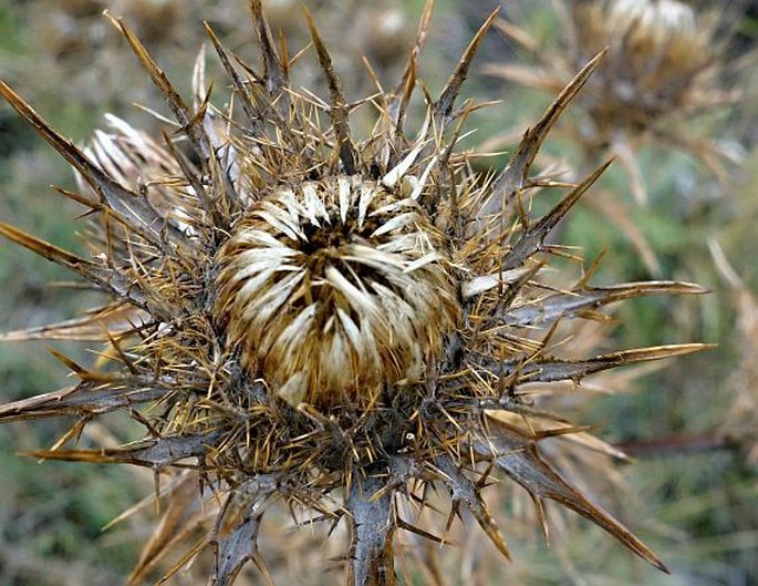 Carlina nebrodensis